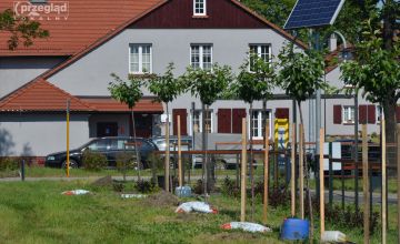 Młode drzewa w starej części miasta