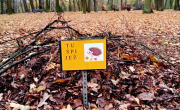 Knurów schronieniem dla jeży