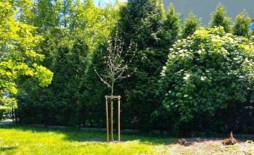 Nowe nasadzenia drzew