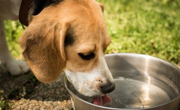 Zwierzęta też odczuwają upał