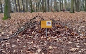 Domki dla jeży w Parku NOT (6)