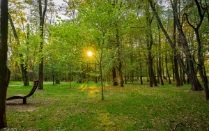 Budżet Obywatelski - Modernizacja parku NOT w Szczygłowicach (9)