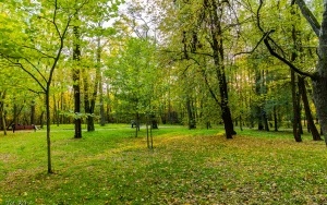 Budżet Obywatelski - Modernizacja parku NOT w Szczygłowicach (1)