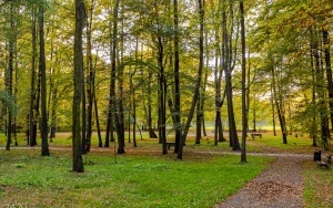 Budżet Obywatelski - Modernizacja parku NOT w Szczygłowicach (2)
