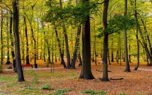 Budżet Obywatelski - Modernizacja parku NOT w Szczygłowicach (3)