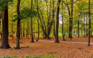 Budżet Obywatelski - Modernizacja parku NOT w Szczygłowicach (4)
