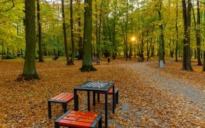 Budżet Obywatelski - Modernizacja parku NOT w Szczygłowicach (8)